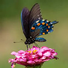 butterfly dp image